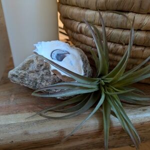 Unique ThePearlyPebble Home Decor